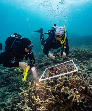 Heronislandunderwaterstudent 2026