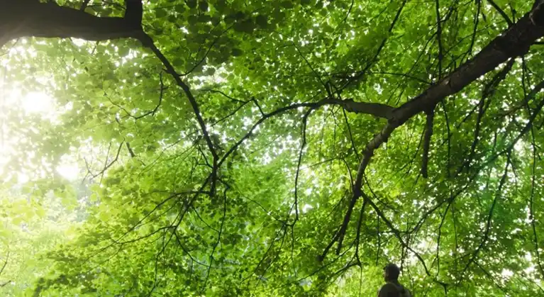 A zoom in on the green leaves of a tree